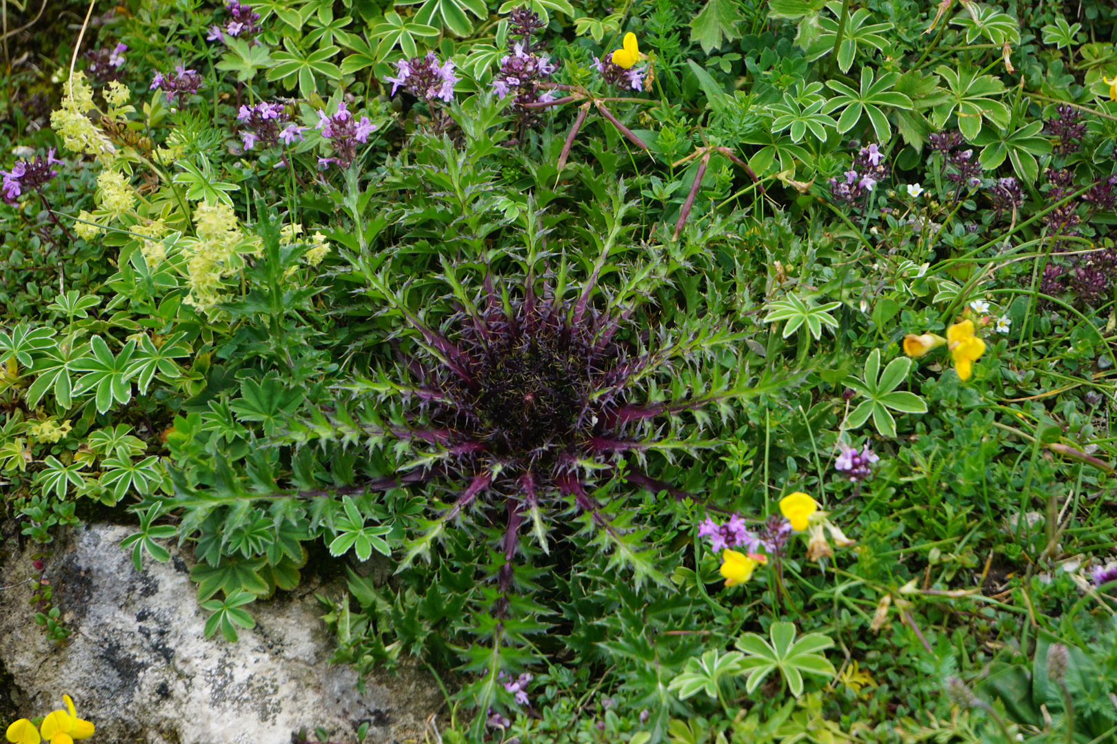 Silberdistel