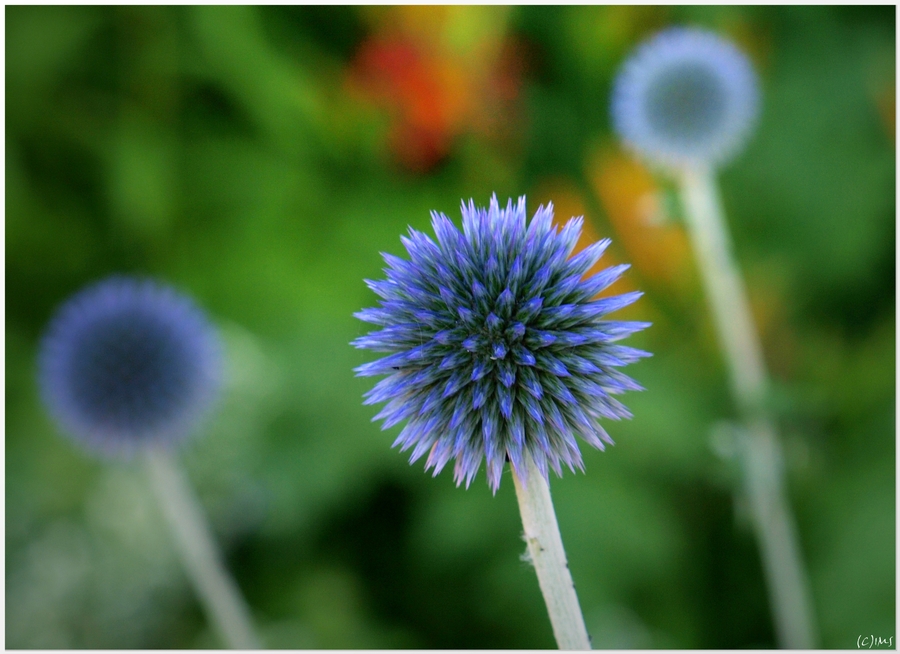 Silberdistel