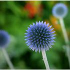 Silberdistel