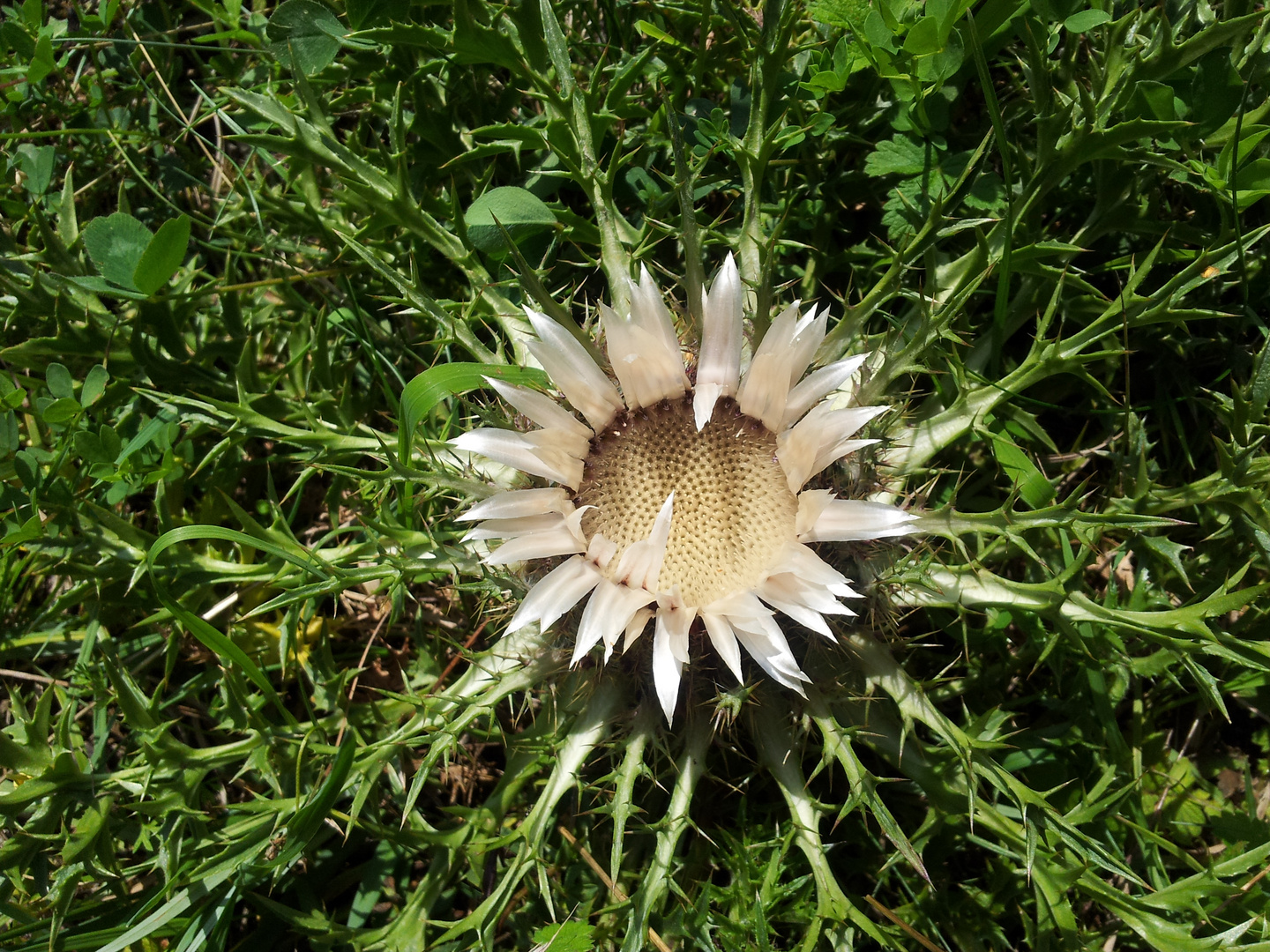 Silberdistel