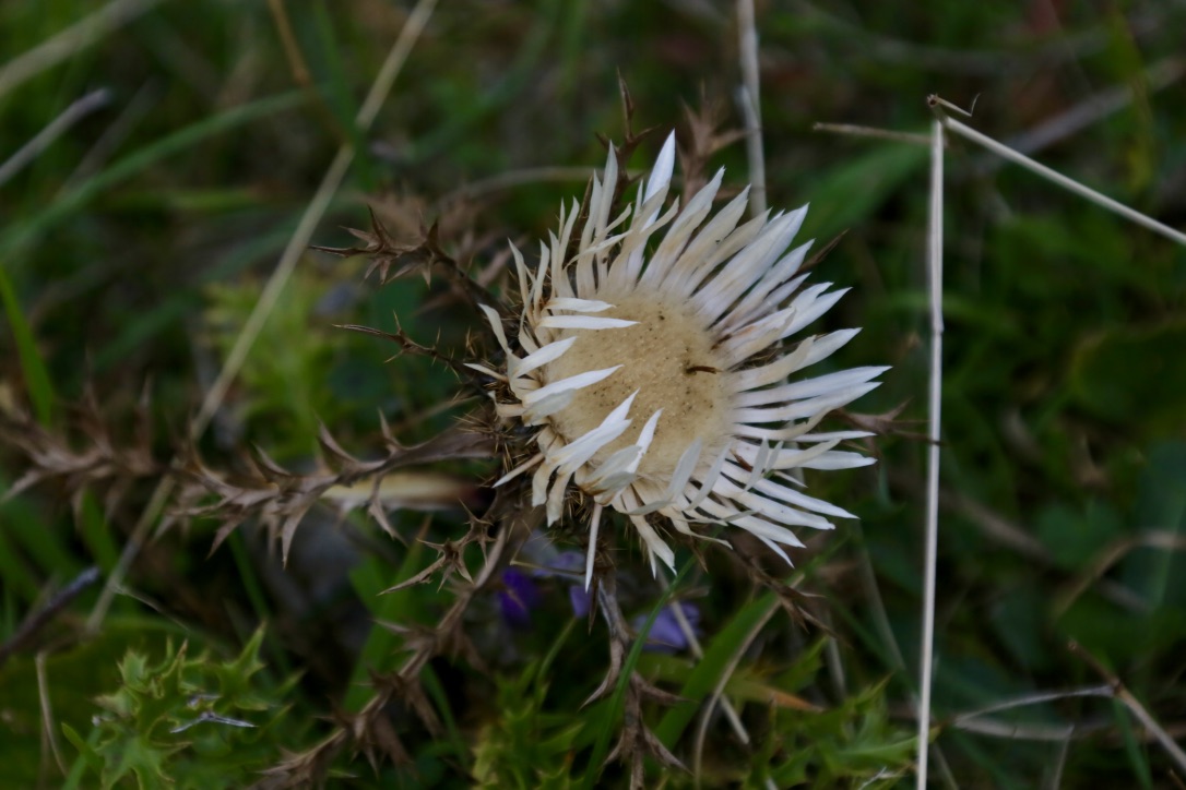 Silberdistel