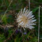 Silberdistel