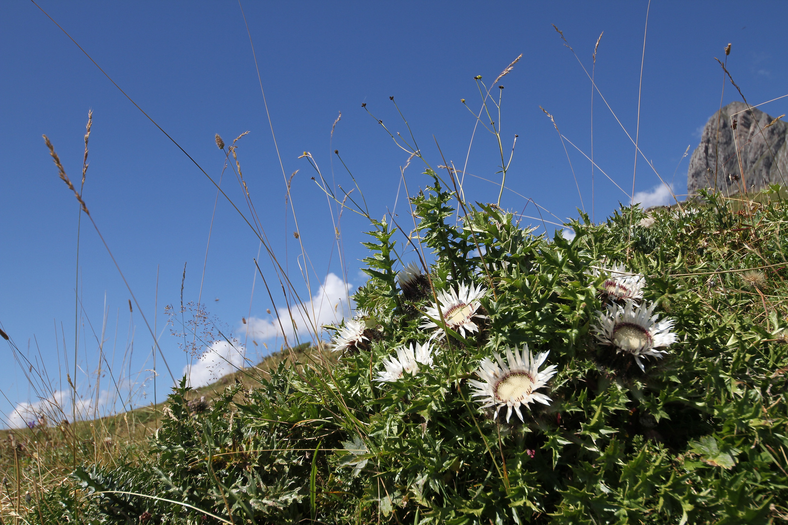 Silberdistel