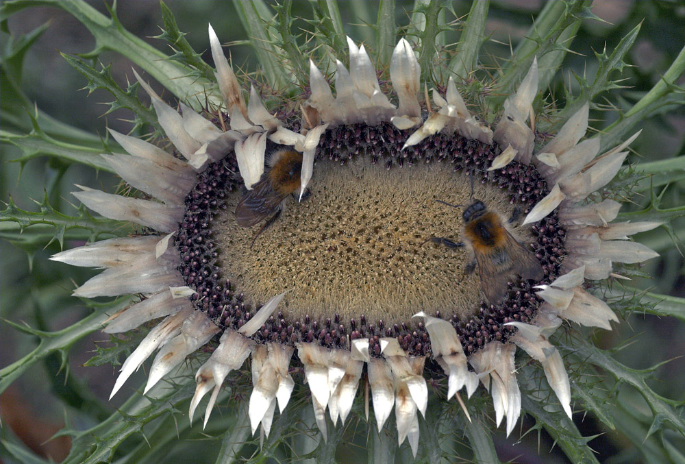 Silberdistel