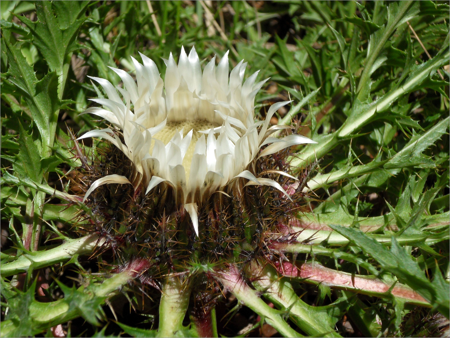 Silberdistel