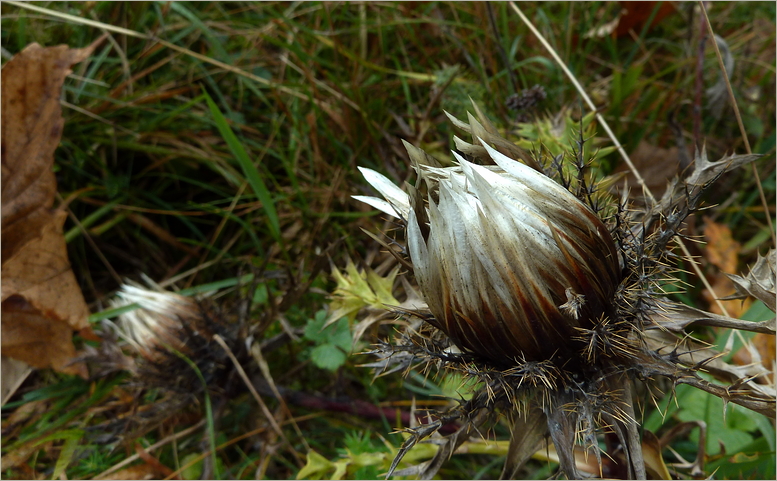 Silberdistel