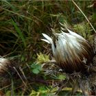 Silberdistel