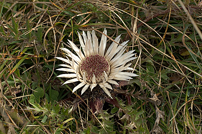 Silberdistel