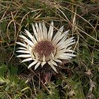 Silberdistel