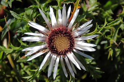 Silberdistel