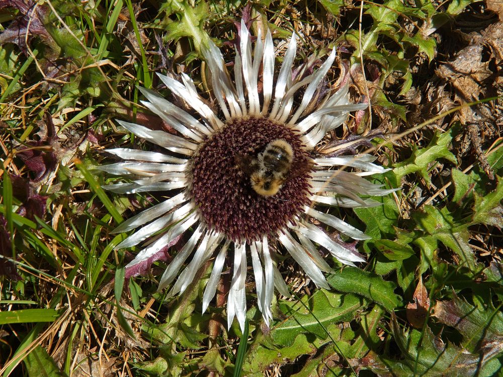 " Silberdistel "