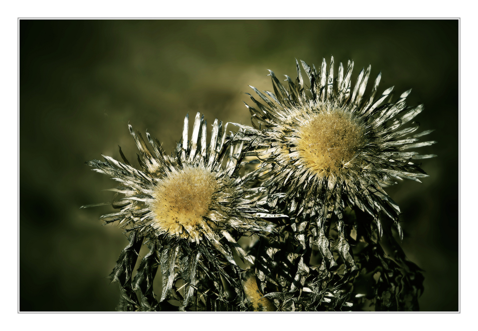 Silberdistel