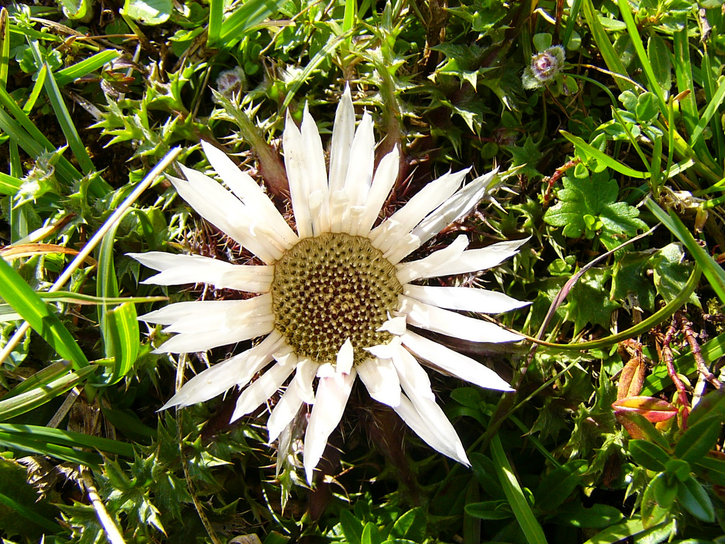 Silberdistel