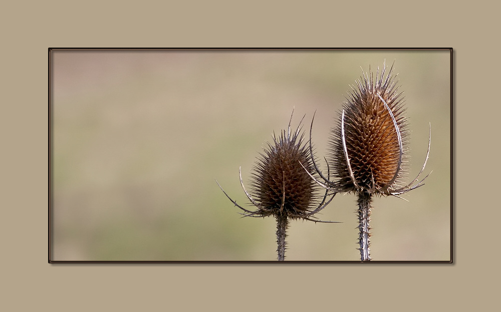 - Silberdistel -