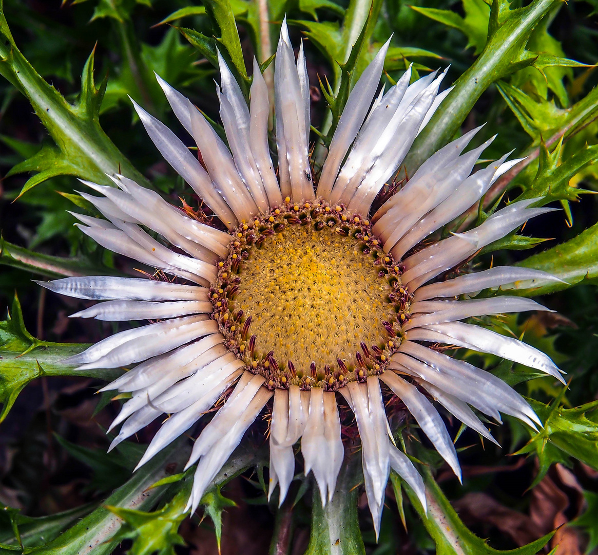 Silberdistel