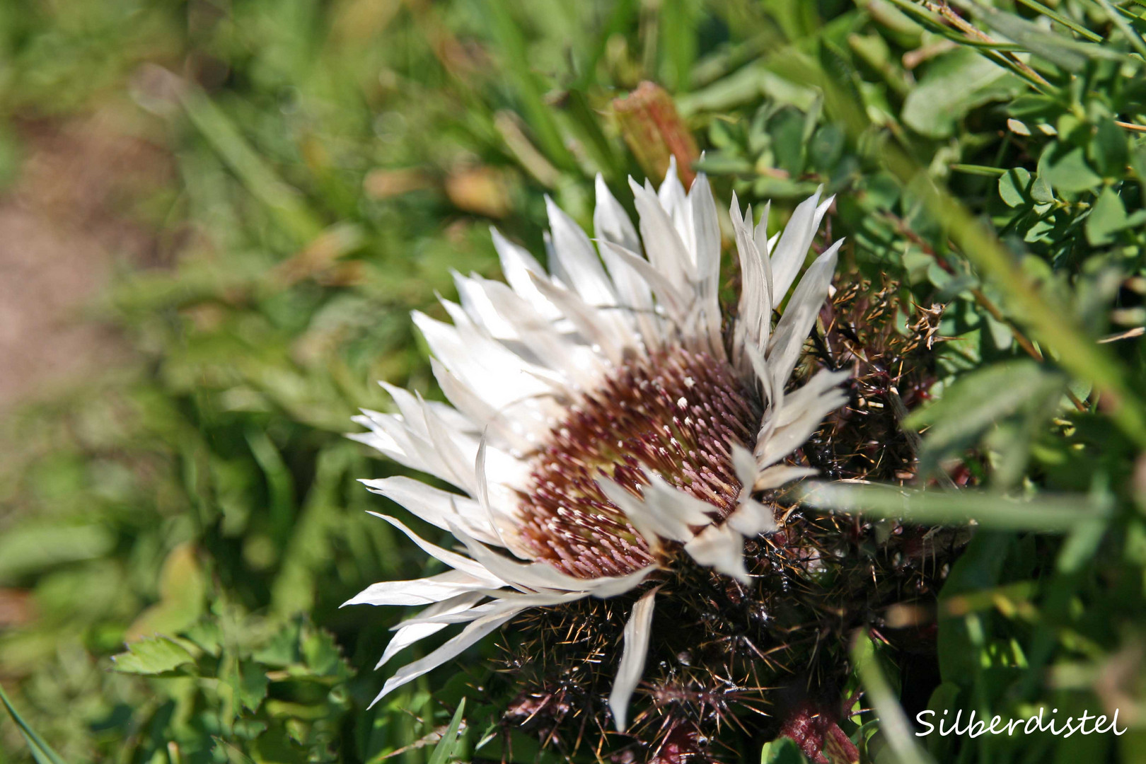 Silberdistel