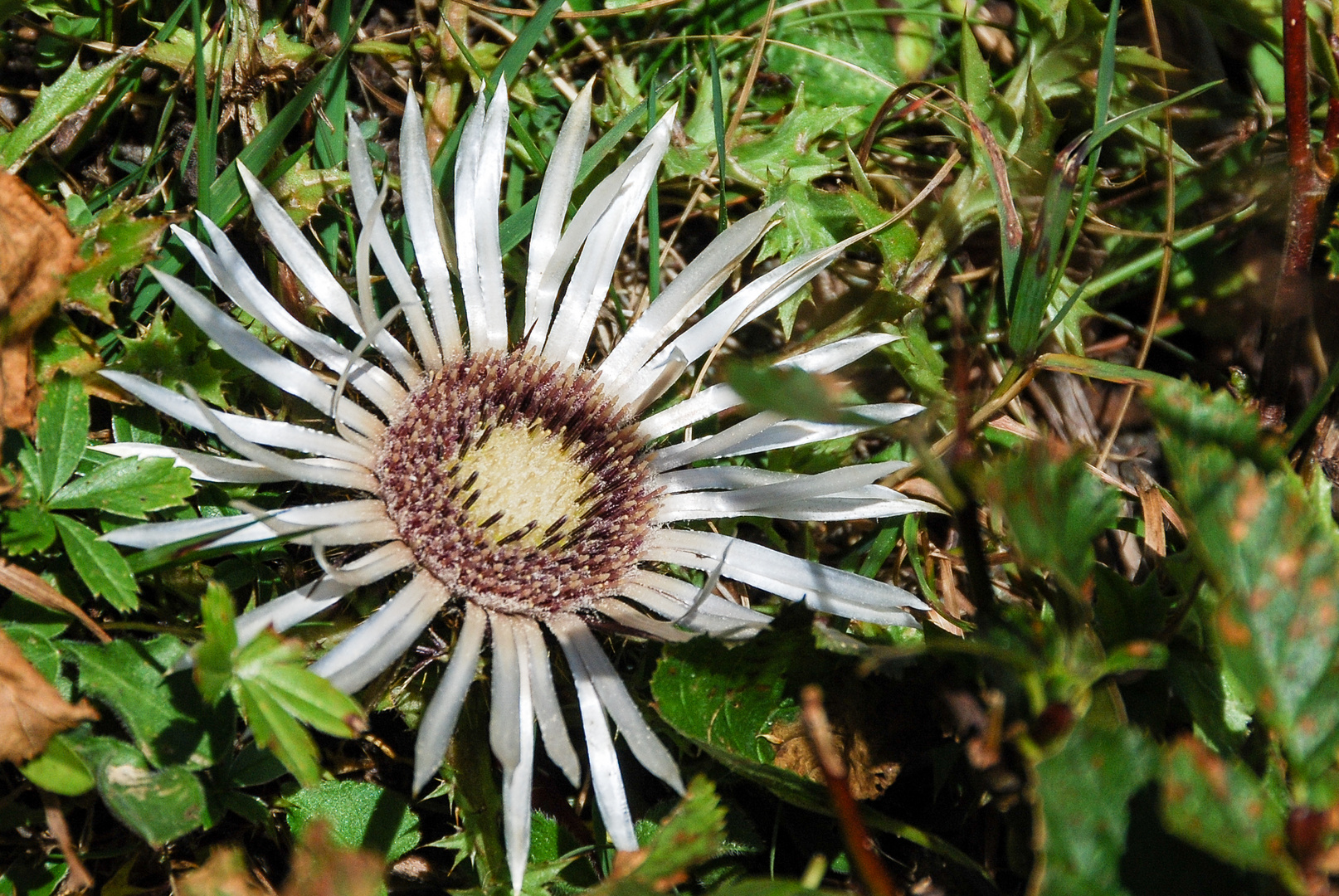 Silberdistel