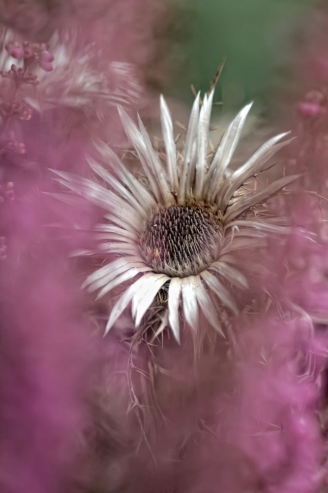 Silberdistel