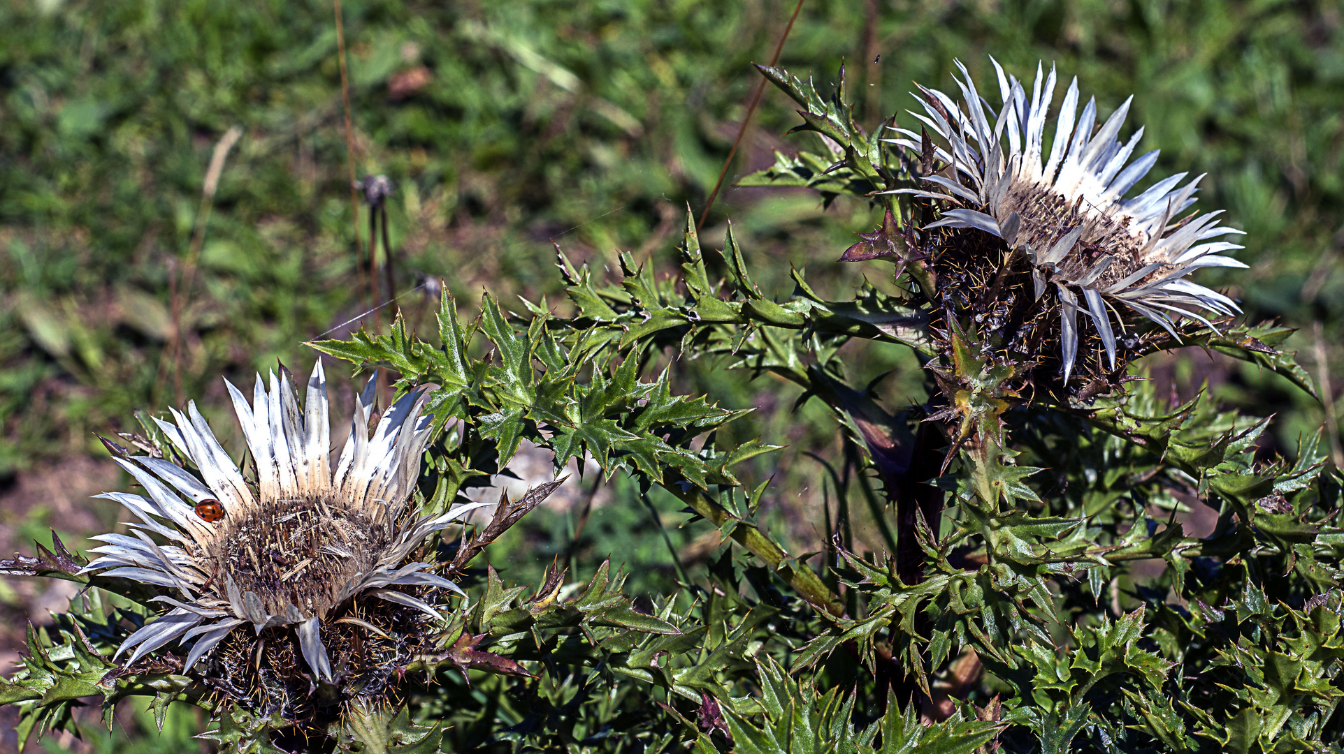  Silberdistel