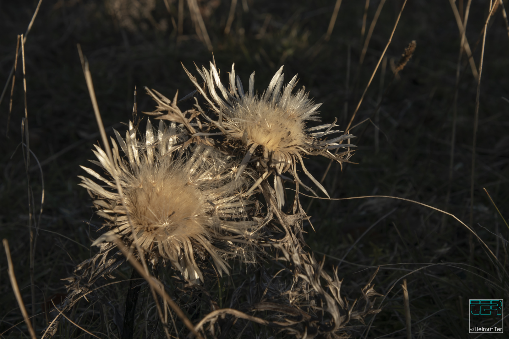 Silberdistel