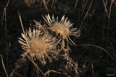 Silberdistel