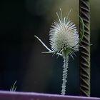 Silberdistel #9334