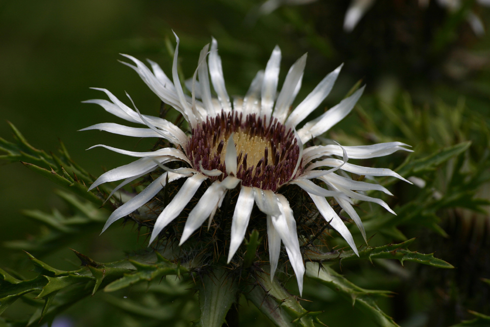 Silberdistel