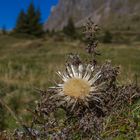 Silberdistel