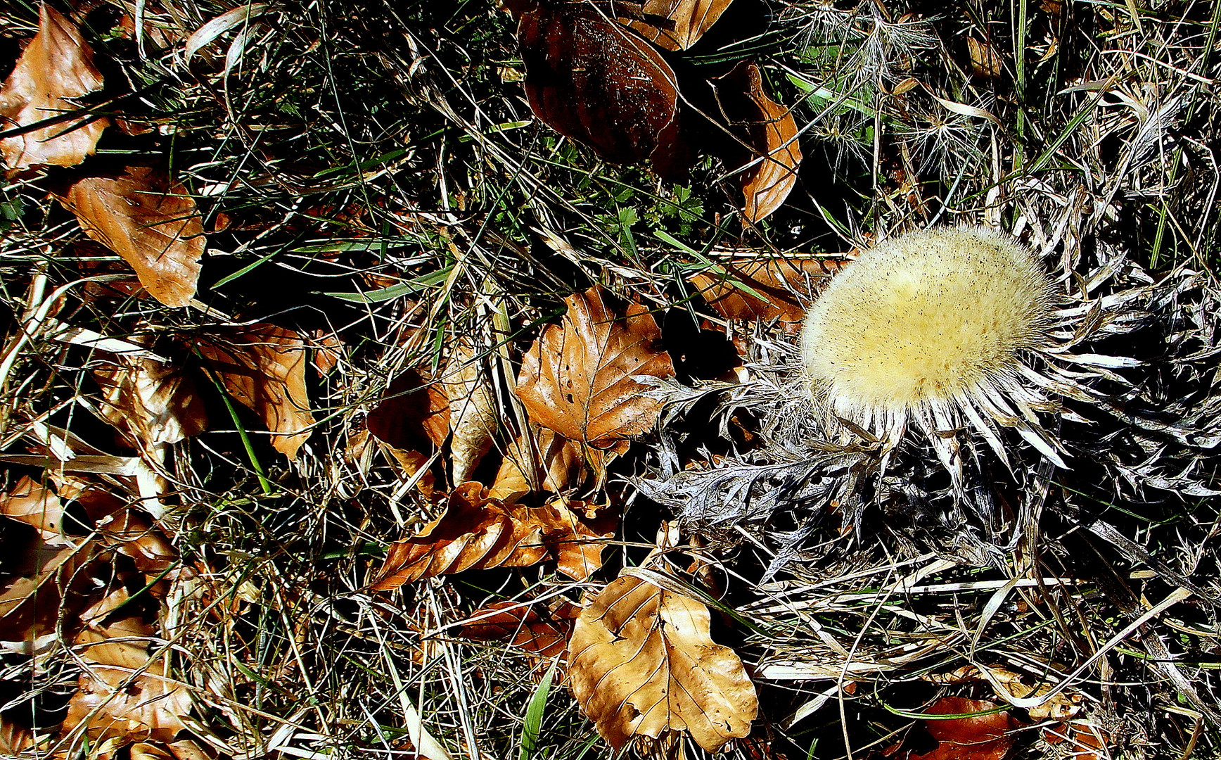 Silberdistel