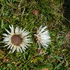 Silberdistel