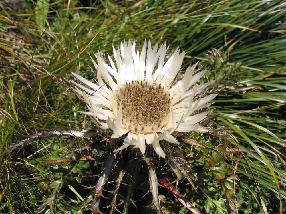 Silberdistel