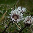 Silberdistel