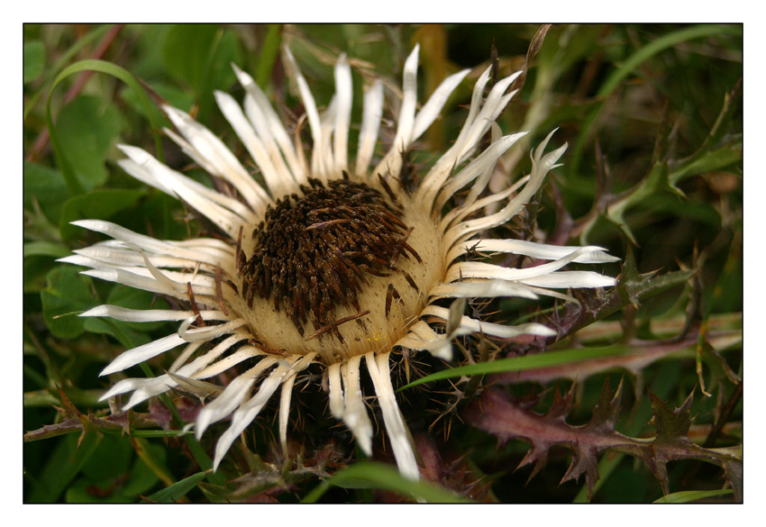 Silberdistel