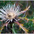 Silberdistel