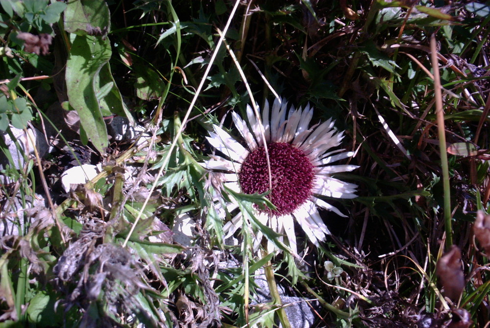 Silberdistel