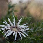 Silberdistel