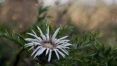 Silberdistel