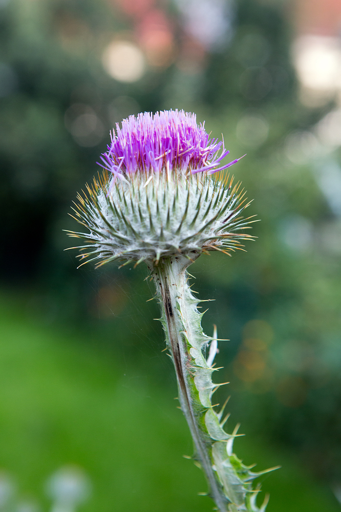 Silberdistel