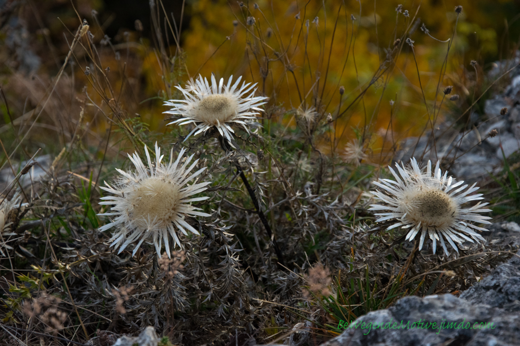 Silberdistel am Breitenstein