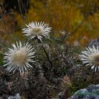 Silberdistel am Breitenstein