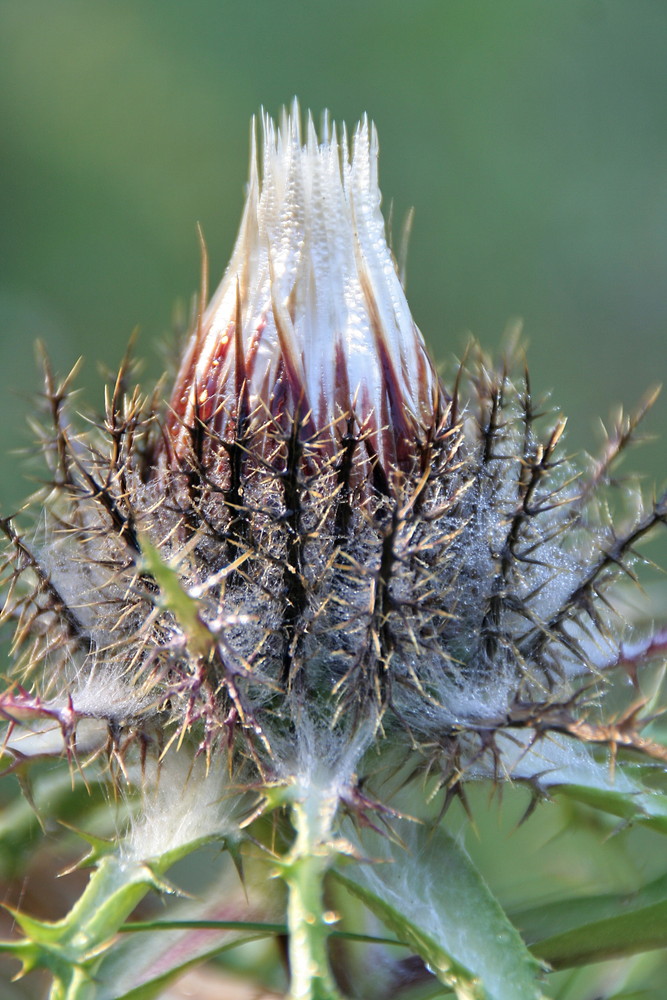 Silberdistel am Morgen