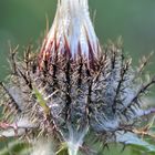 Silberdistel am Morgen