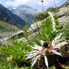 Silberdistel am Schlegeisstausee Zillertal