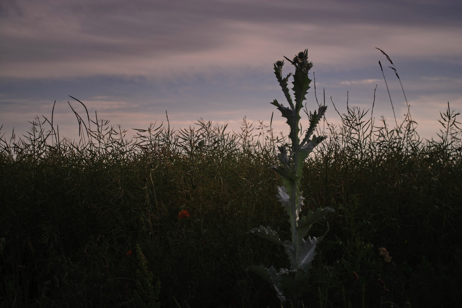 Silberdistel am Weg