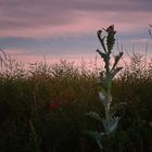 Silberdistel am Weg