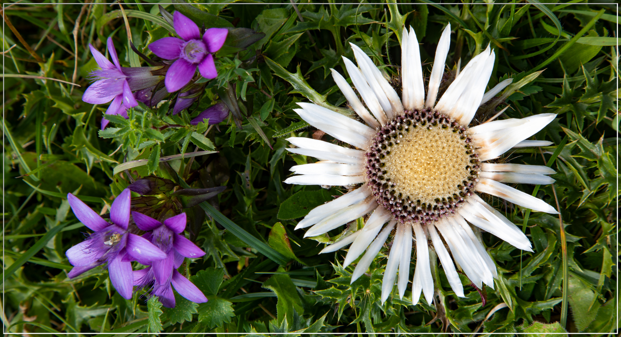 Silberdistel an der Salmendinger Kapelle