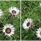 Silberdistel auf der Schwäbischen Alb.