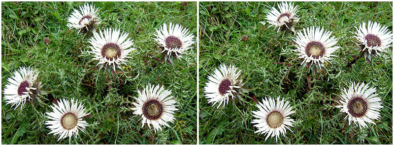 Silberdistel auf der Schwäbischen Alb.