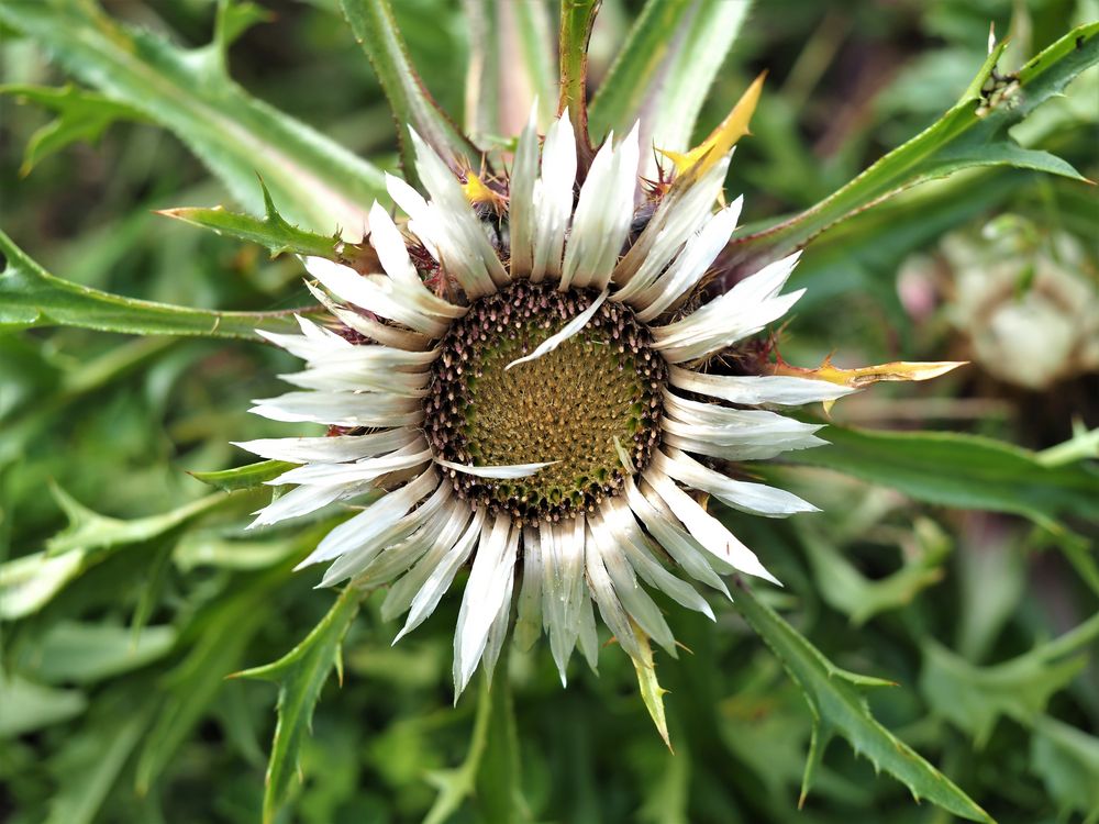 Silberdistel