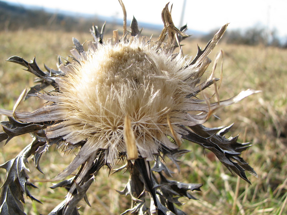 Silberdistel